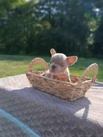 River , a female French Bulldog for sale in Woodbridge, VA – 3 of 5