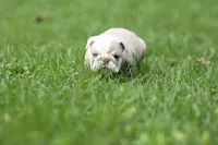Khaleesi, a female English Bulldog for sale in Woodbridge, VA – 5 of 5
