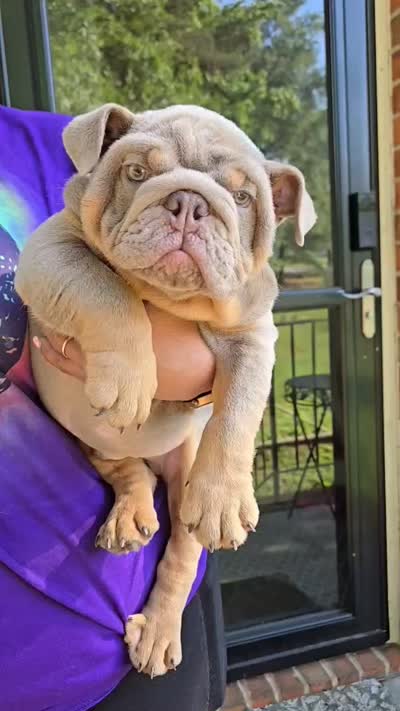 Juice, a male English Bulldog for sale in Woodbridge, VA – 6 of 6