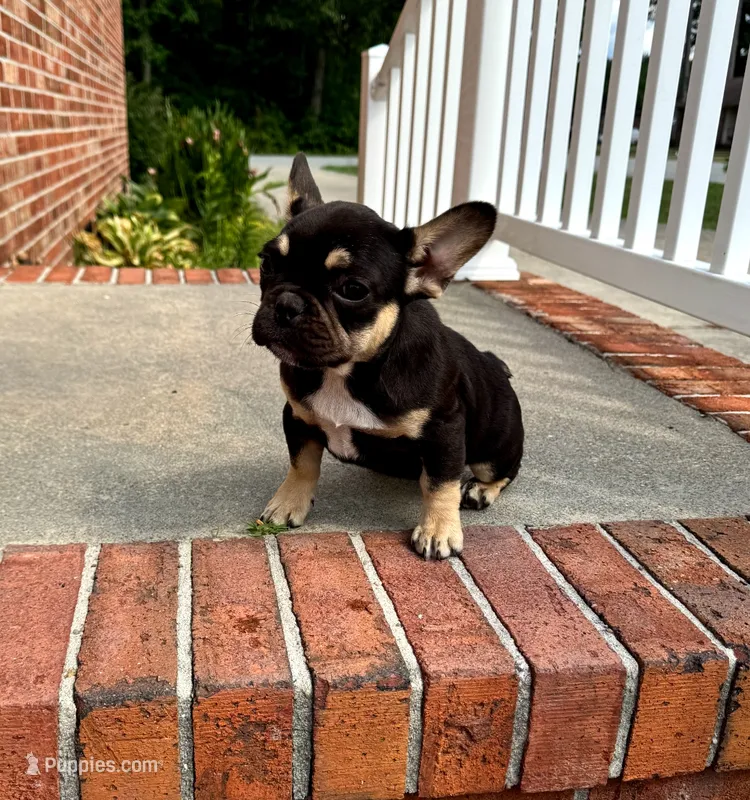 Pickles – French Bulldog puppy for sale in Woodbridge, VA