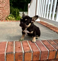 Pickles, a female French Bulldog for sale in Woodbridge, VA – 1 of 2