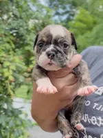 Nova, a female English Bulldog for sale in Woodbridge, VA – 4 of 5