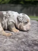 Bucki, a female English Bulldog for sale in Woodbridge, VA – 2 of 3