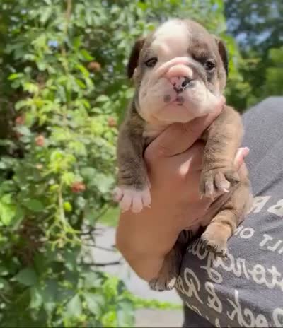 Moochi, a female English Bulldog for sale in Woodbridge, VA – 4 of 4