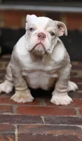 June , a female English Bulldog for sale in Woodbridge, VA – 1 of 2