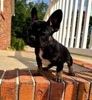 Kiwi, a male French Bulldog for sale in Woodbridge, VA – 2 of 2