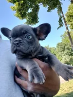 Bill, a male French Bulldog for sale in Woodbridge, VA – 6 of 6