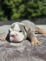 Sydney , a female English Bulldog for sale in Woodbridge, VA – 3 of 7