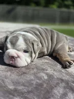 Sydney , a female English Bulldog for sale in Woodbridge, VA – 6 of 7