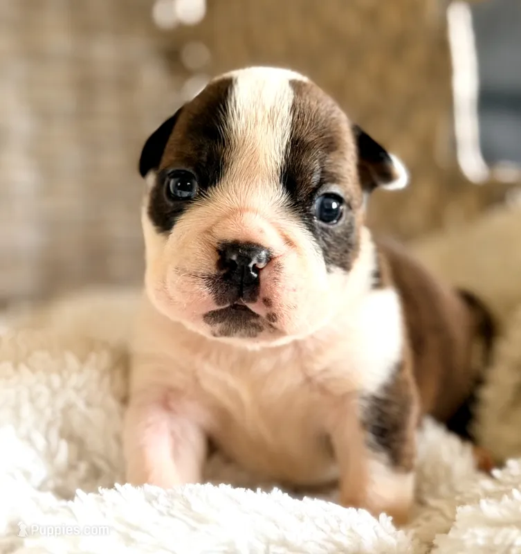 Java – English Bulldog puppy for sale in Woodbridge, VA