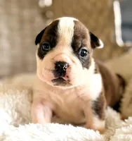 Java, a female English Bulldog for sale in Woodbridge, VA – 1 of 1