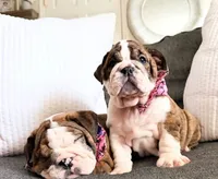 Java, a female English Bulldog for sale in Woodbridge, VA – 4 of 5