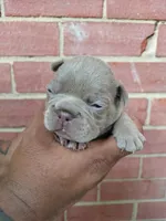 Honey bun, a female French Bulldog for sale in Woodbridge, VA – Photo 4 of 6