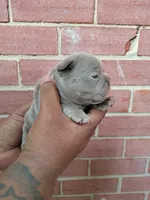 Honey bun, a female French Bulldog for sale in Woodbridge, VA – Photo 6 of 6