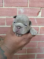 Honey bun, a female French Bulldog for sale in Woodbridge, VA – Photo 5 of 6