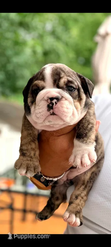 Cersei – English Bulldog puppy for sale in Woodbridge, VA