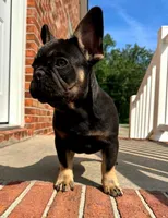Squash, a male French Bulldog for sale in Woodbridge, VA – 2 of 2