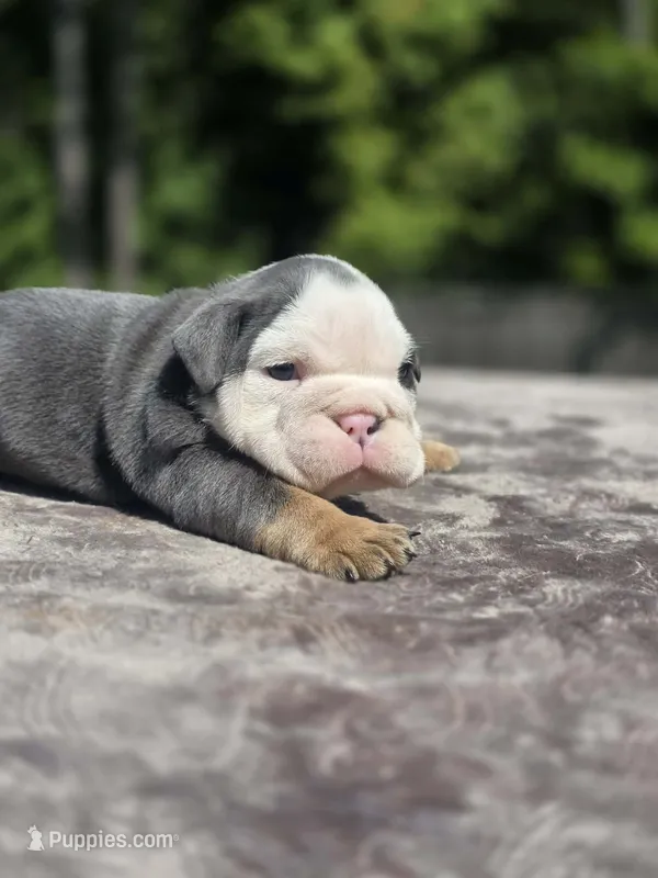 Venus – English Bulldog puppy for sale in Woodbridge, VA