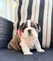 Java, a female English Bulldog for sale in Woodbridge, VA – 3 of 5