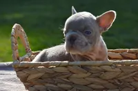 River , a female French Bulldog for sale in Woodbridge, VA – 4 of 5