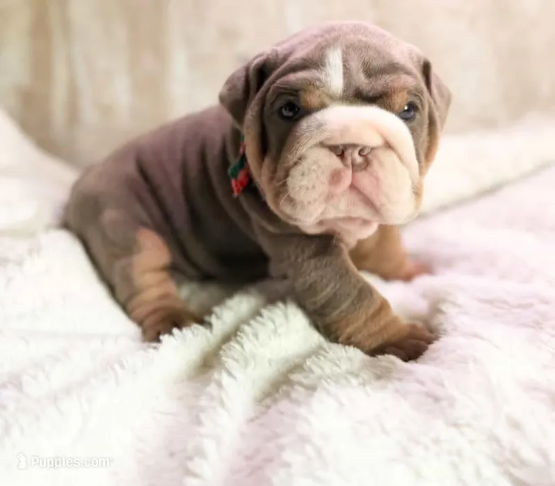 Bubbles – English Bulldog puppy for sale in Woodbridge, VA
