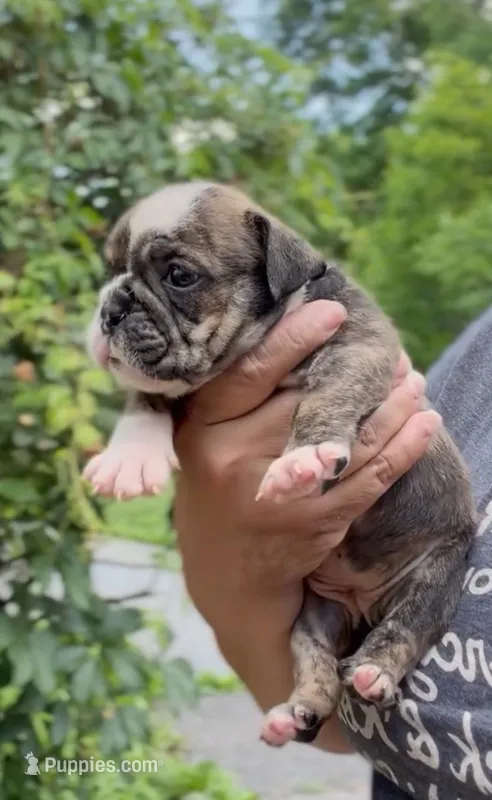 Nova, a female English Bulldog for sale in Woodbridge, VA – 1 of 5