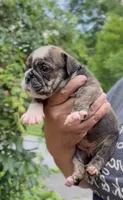 Nova, a female English Bulldog for sale in Woodbridge, VA – 1 of 5