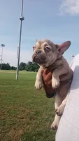 Mavis , a female French Bulldog for sale in Woodbridge, VA – 1 of 3