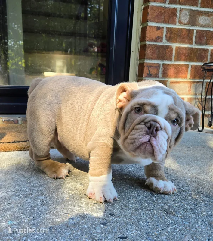 Chevy – English Bulldog puppy for sale in Woodbridge, VA