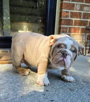 Chevy, a male English Bulldog for sale in Woodbridge, VA – 1 of 2