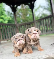 Viola, a female English Bulldog for sale in Woodbridge, VA – 1 of 3