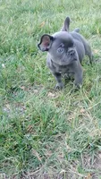 Bill, a male French Bulldog for sale in Woodbridge, VA – 4 of 6