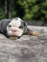 Venus, a female English Bulldog for sale in Woodbridge, VA – 3 of 3