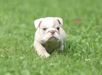 Khaleesi, a female English Bulldog for sale in Woodbridge, VA – 2 of 5