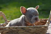 River , a female French Bulldog for sale in Woodbridge, VA – 1 of 5