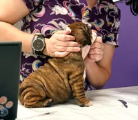 Moochi, a female English Bulldog for sale in Woodbridge, VA – 2 of 4