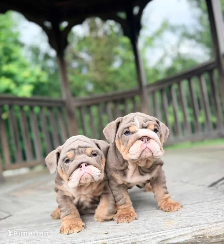 Penelope – English Bulldog puppy for sale in Woodbridge, VA