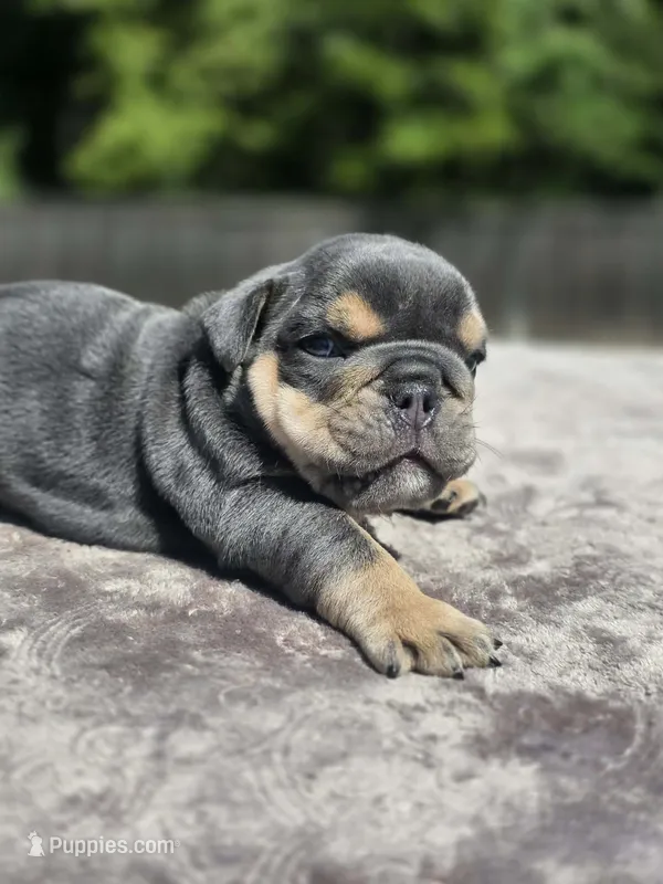 Luka – English Bulldog puppy for sale in Woodbridge, VA