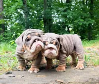 Penelope, a female English Bulldog for sale in Woodbridge, VA – 2 of 4