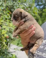 Moochi, a female English Bulldog for sale in Woodbridge, VA – 3 of 4