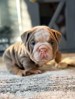 BamBam, a male English Bulldog for sale in Woodbridge, VA – Photo 4 of 4