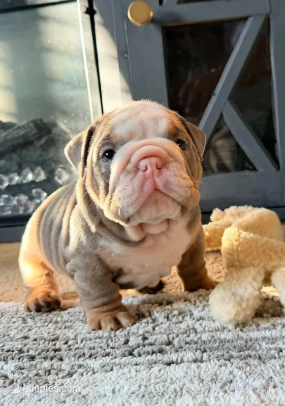 BamBam – English Bulldog puppy for sale in Woodbridge, VA