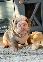 BamBam, a male English Bulldog for sale in Woodbridge, VA – Photo 1 of 4