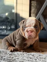 BamBam, a male English Bulldog for sale in Woodbridge, VA – Photo 2 of 4