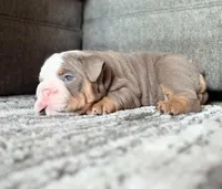 BamBam, a male English Bulldog for sale in Woodbridge, VA – Photo 3 of 4