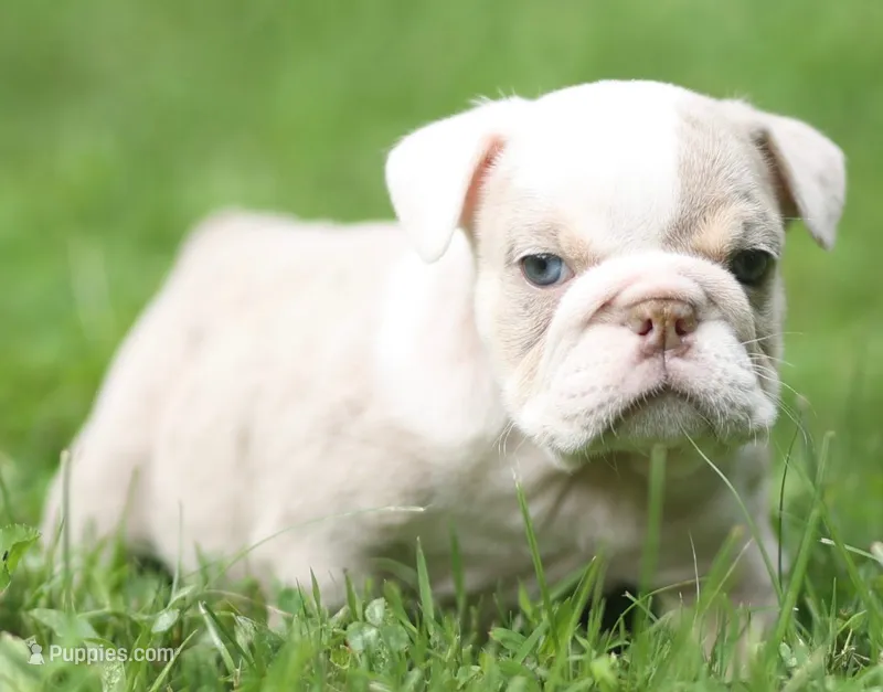 Khaleesi – English Bulldog puppy for sale in Woodbridge, VA