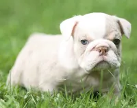 Khaleesi, a female English Bulldog for sale in Woodbridge, VA – 1 of 1