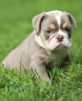 Lanister, a male English Bulldog for sale in Woodbridge, VA – 6 of 7