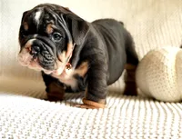 Arya Stark, a female English Bulldog for sale in Woodbridge, VA – 2 of 3