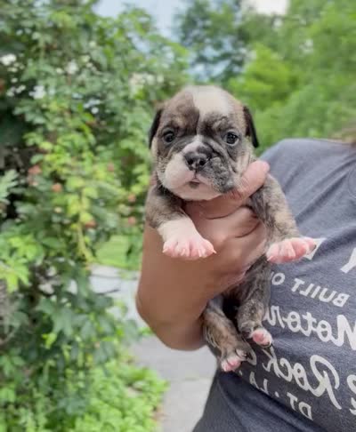 Nova, a female English Bulldog for sale in Woodbridge, VA – 3 of 5